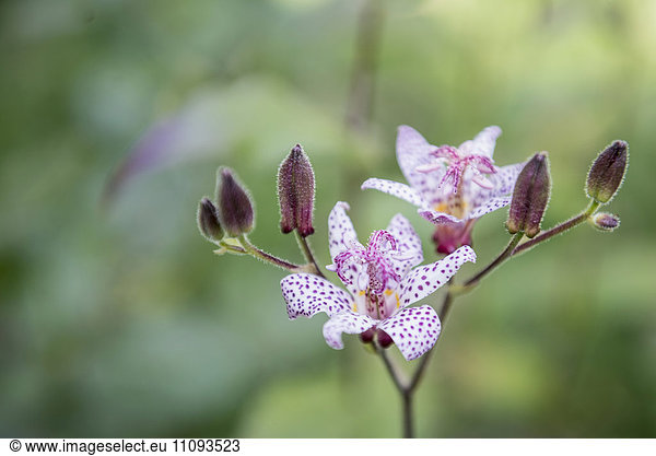 Close-up of purple toad lilies (Tricyrtis formosana)  Munich  Bavaria  Germany