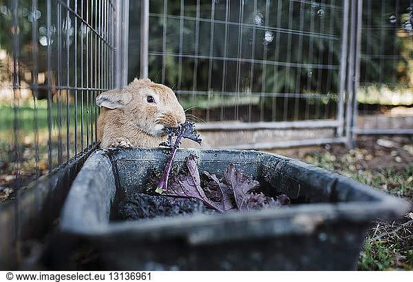 Close-up of rabbit eating leaf vegetable from container in cage