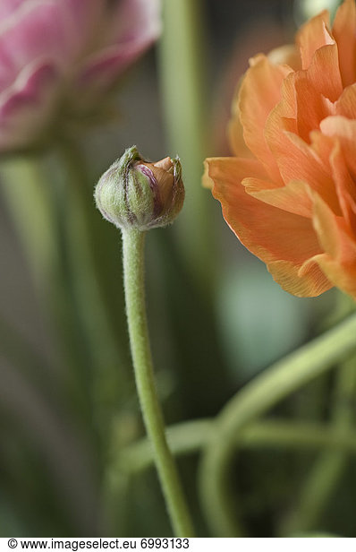 Close-Up of Ranunculus