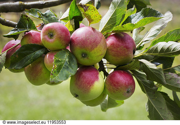 Close up of red and green apples on branch of an apple tree.
