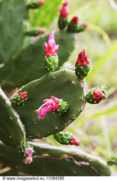 Close-up of red prickly pear cactus flower  Caripe  Monagas  Venezuela