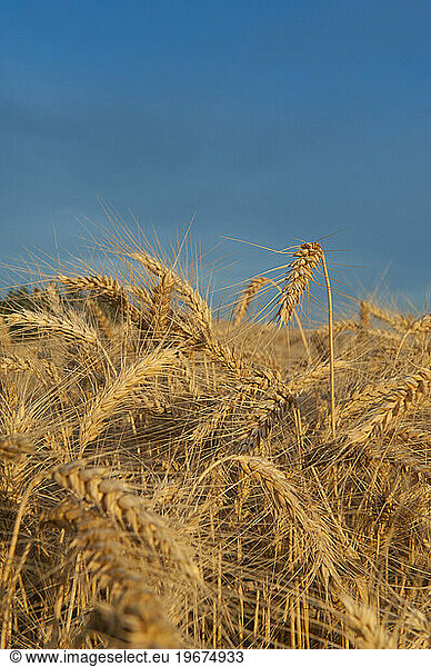 Close up of ripe golden wheat ears  the ripe seeds of the grain crop  ready for harvest.