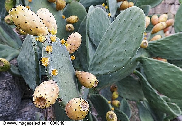 Close up of ripe prickly pear fruit. Canosa DP  Puglia. italy.