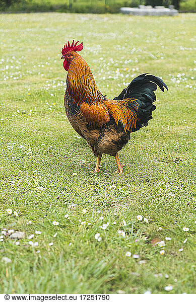 Close up of rooster