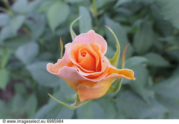 Close-Up of Rose