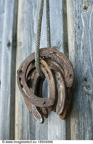 Close-up of rusty horseshoes hanging on wooden wall in barn  Bavaria  Germany