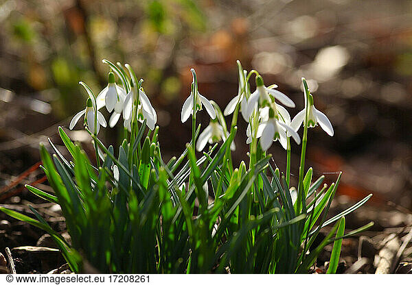 Close up of sbowdrops (Galanthus) in bloom