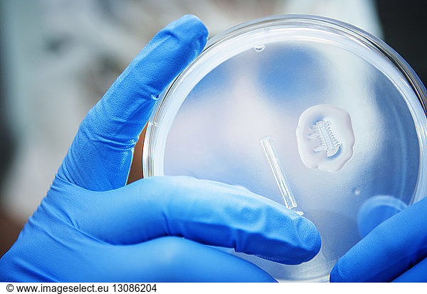 Close-up of scientist examining samples in petri dish at laboratory