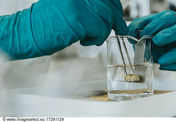 Close-up of scientist hands removing rodent brain from beaker through equipment at laboratory