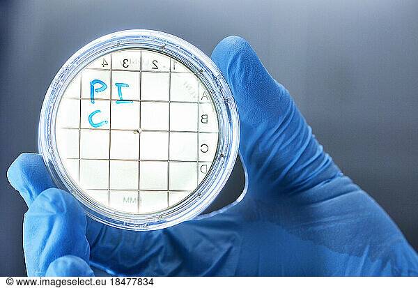 Close-up of scientist holding petri dish in a microbiological lab