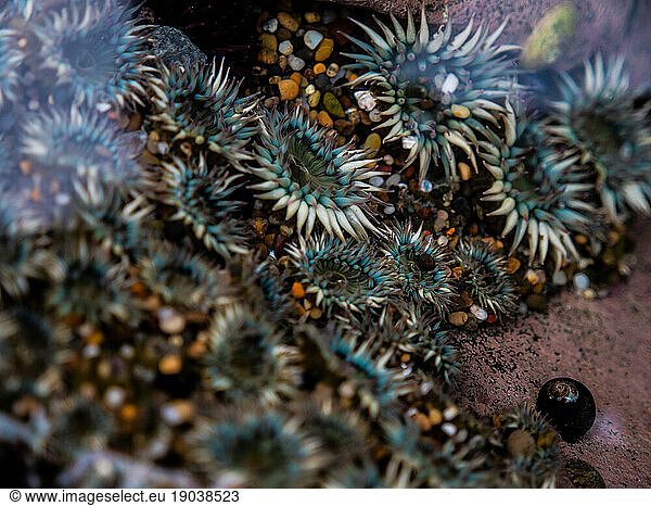 Close up of sea anemones in tide pool
