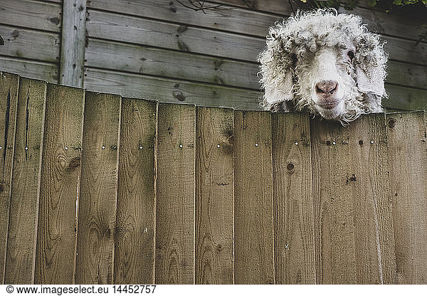 Close up of sheep looking at camera over wooden fence.