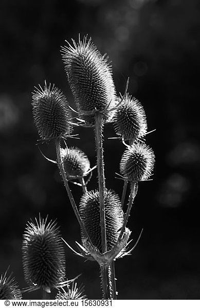 Close-up of silhouette thistles