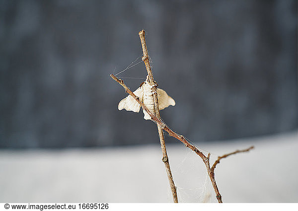 Close-up of silkworm butterflie on the branches of a plant. conc