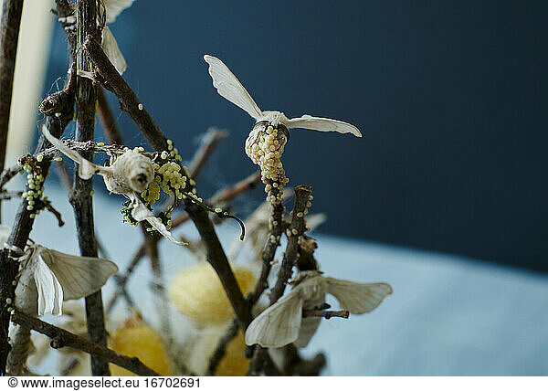 Close-up of silkworm butterflies laying eggs on the branches of a plant. nature concept
