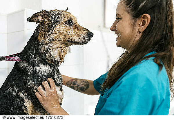 Close-up of smiling female groomer bathing German shepherd at pet salon