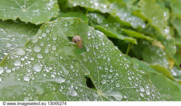 Close-up of snail on wet leaf