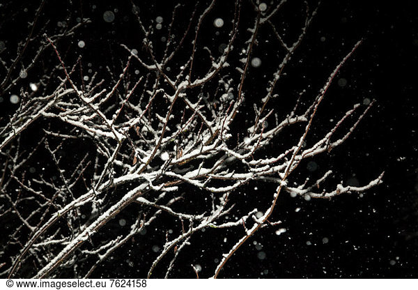 Close up of snow-covered branches