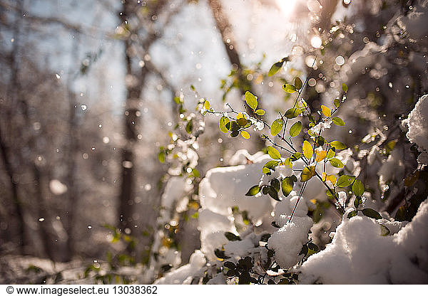 Close-up of snow covered plants during snowfall