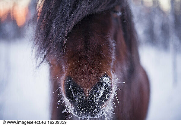 Close-up of snow on horse mouth