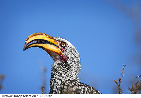 Close-up of Southern yellow-billed hornbill against clear blue sky