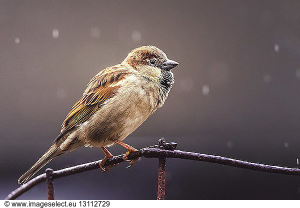 Close-up of sparrow perching on wet rusty metal during rainy season