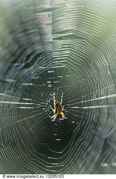 Close up of spider in centre of sunlit spiders web