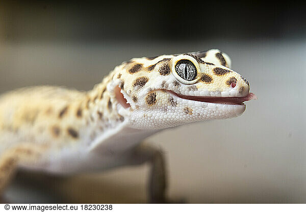 Close-up of spotted leopard gecko