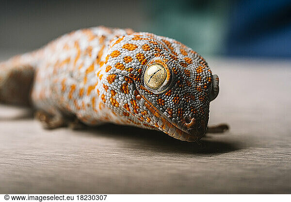 Close-up of spotted Tokay gecko