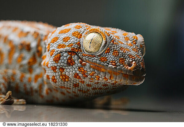 Close-up of spotted Tokay gecko on table