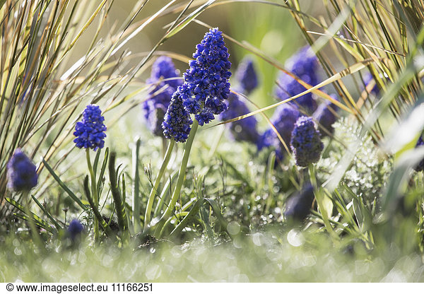 Close up of spring bulbs  grape hyacinths growing in grass.