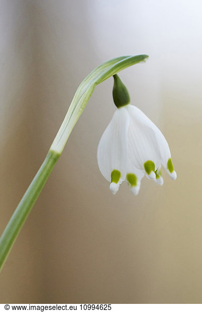 Close-up of Spring Snowflake (Leucojum vernum) Blooming in Spring  Upper Palatinate  Bavaria  Germany