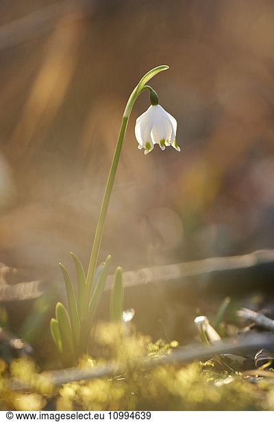Close-up of Spring Snowflake (Leucojum vernum) Blooming in Spring  Upper Palatinate  Bavaria  Germany