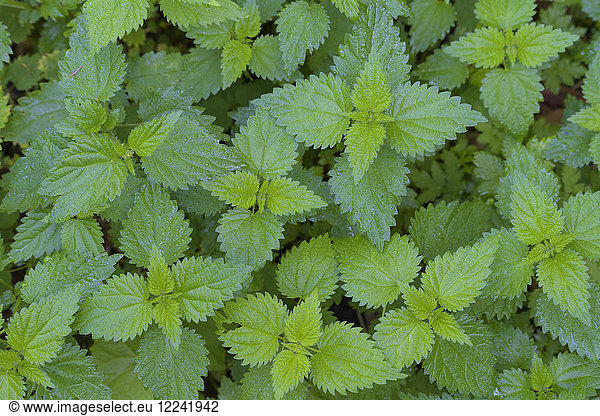 Close-up of Stinging nettle (Urtica dioica) at Neuschoenau in the Bavarian Forest National Park in Bavaria  Germany