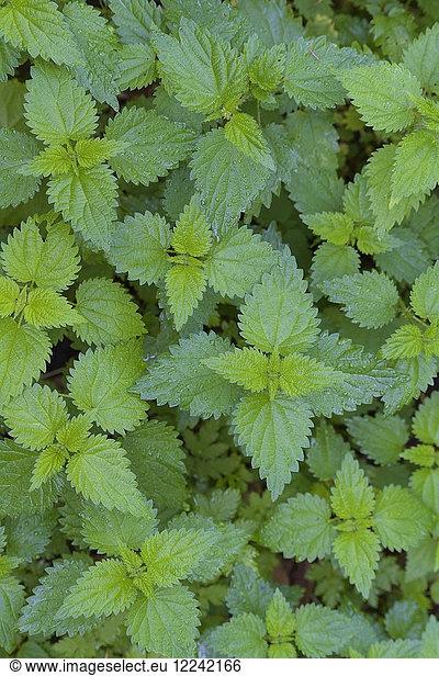 Close-up of stinging nettle (Urtica dioica) at Neuschoenau in the Bavarian Forest National Park in Bavaria  Germany