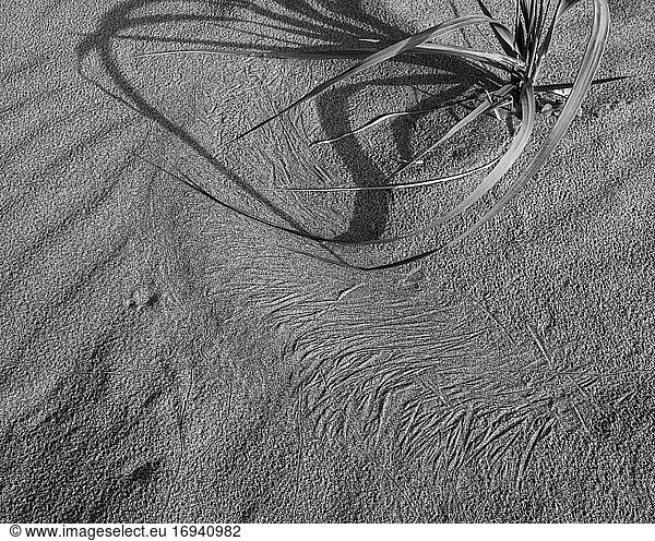 Close up of strands of sea grass and markings on wet sand.