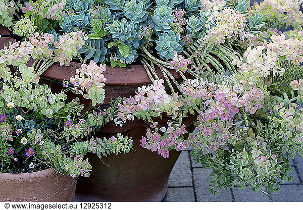 Close up of succulents with pale pink and green blossoms growing in terracotta pots.