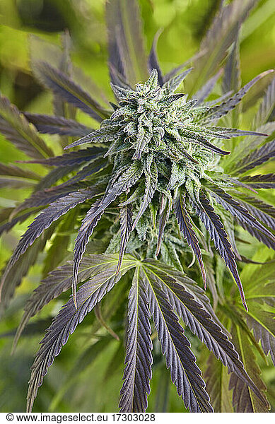 close up of Sugar Mama cannabis plant
