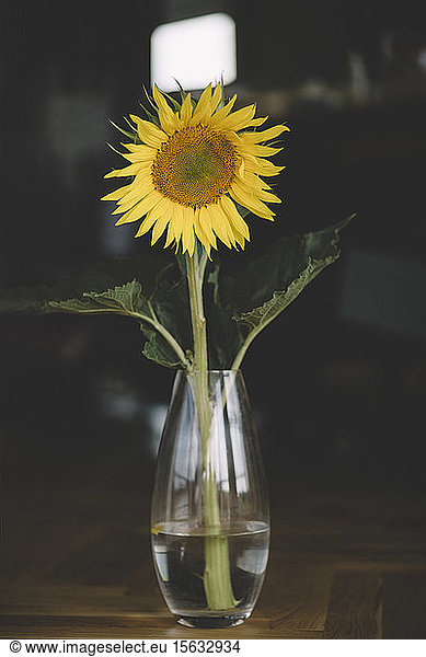 Close-up of sunflower in vase on table