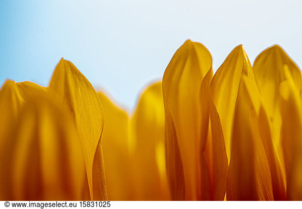 Close up of sunflower petals standing up