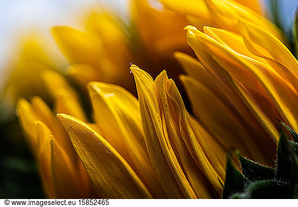 Close up of sunflower with petals closed