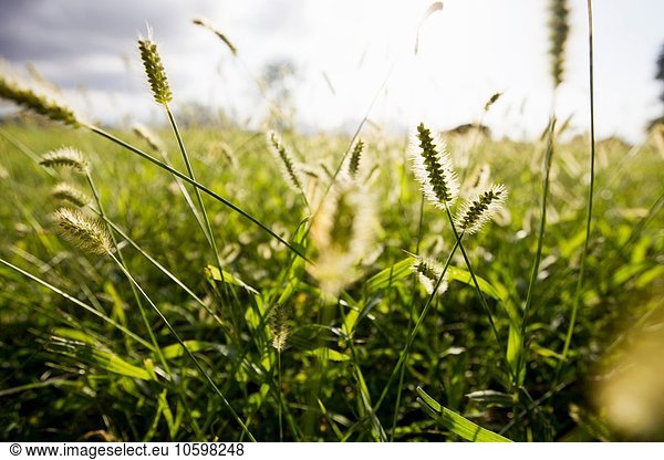 Close up of sunlit long grasses in field