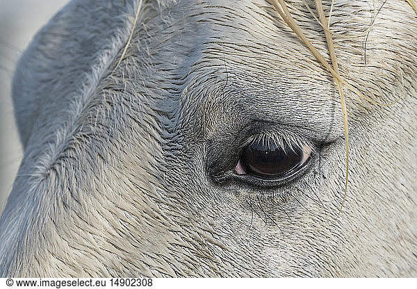 Close-up of the eye of a Camargue horse; Camargue  France