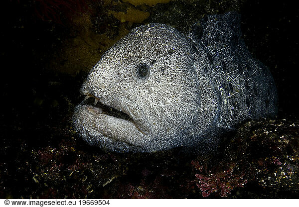 Close up of the face of a Wolf eel (Anarrhicthys ocellatus)  British Columbia