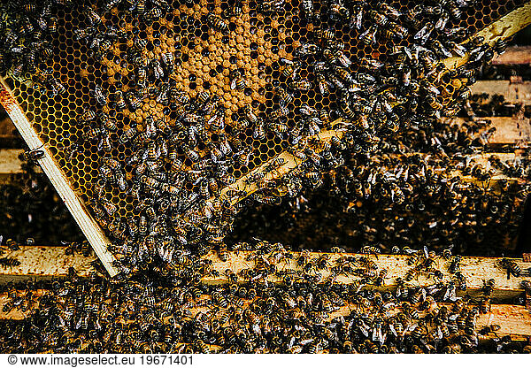 close up of the inside of a hive full of bees