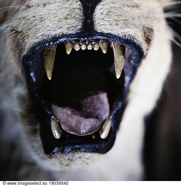 Close-up of the open mouth and teeth of a stuffed wild animal.