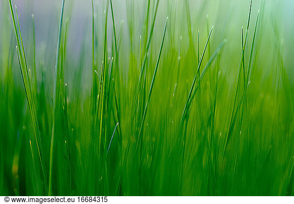 Close up of the thin green grass