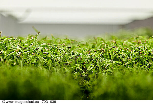 Close up of tightly packed coriander seedlings growing in urban farm
