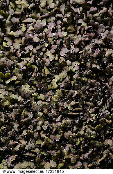 Close up of tightly packed mustard microgreen seedlings shot from above