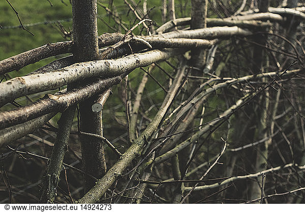 Close up of traditional hedge made with interwoven pleachers.